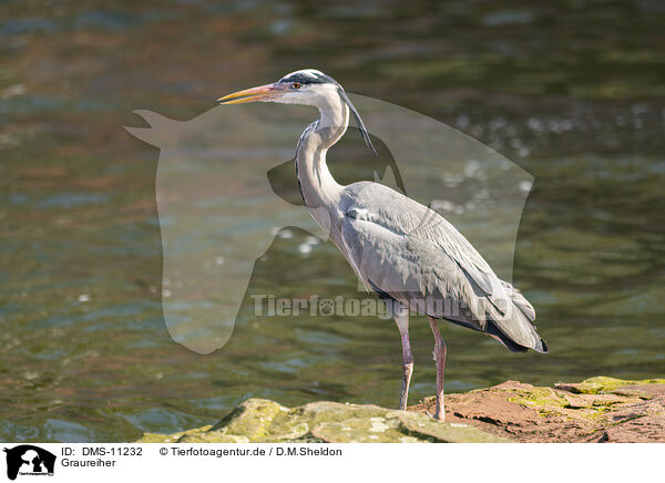 Graureiher / grey heron / DMS-11232