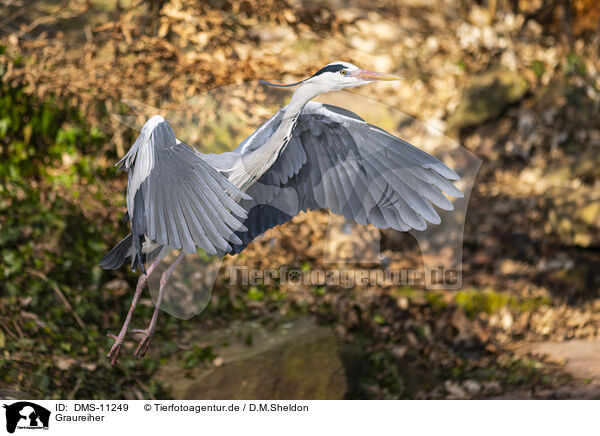 Graureiher / grey heron / DMS-11249