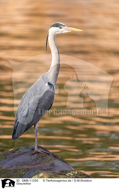 Graureiher / grey heron / DMS-11250
