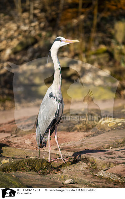 Graureiher / grey heron / DMS-11251