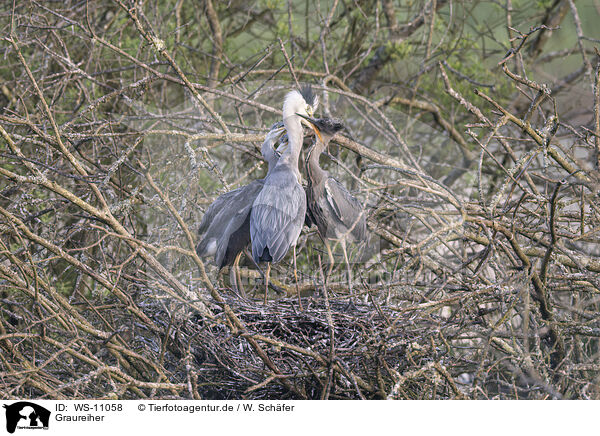 Graureiher / grey heron / WS-11058