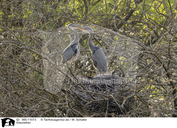 Graureiher / grey heron / WS-11073