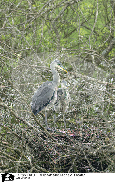 Graureiher / grey heron / WS-11081