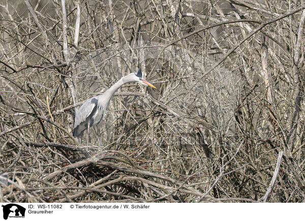 Graureiher / grey heron / WS-11082