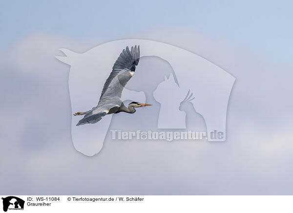 Graureiher / grey heron / WS-11084