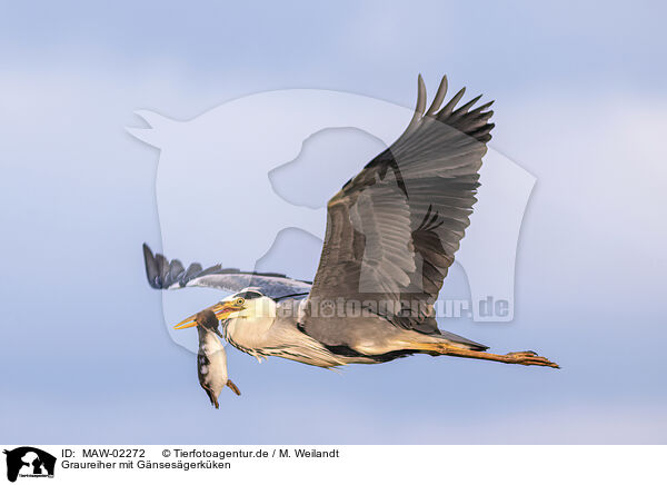 Graureiher mit Gnsesgerkken / Grey heron with goosander chick / MAW-02272