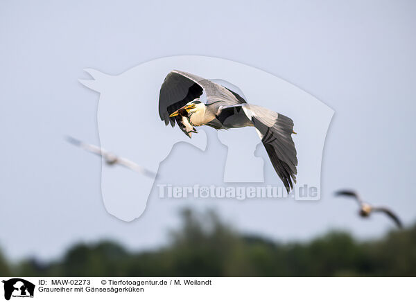 Graureiher mit Gnsesgerkken / Grey heron with goosander chick / MAW-02273