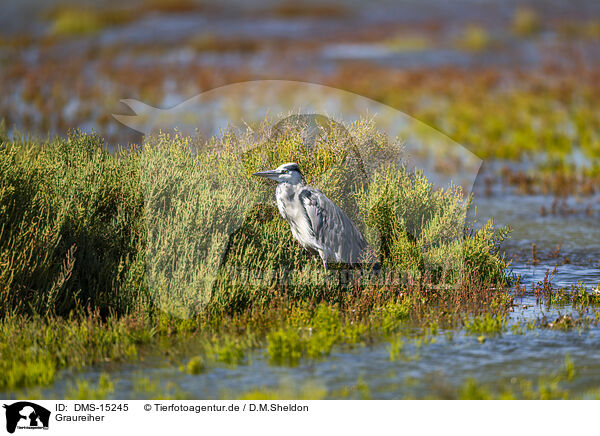 Graureiher / grey heron / DMS-15245