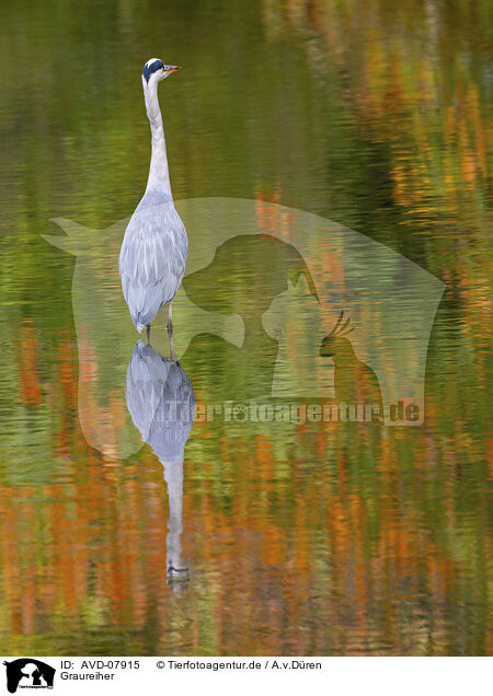 Graureiher / grey heron / AVD-07915