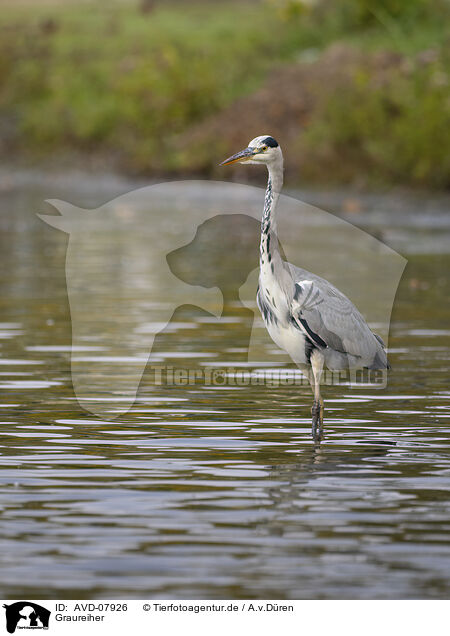 Graureiher / AVD-07926