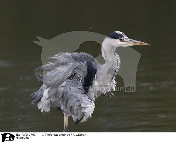 Graureiher / grey heron / AVD-07934