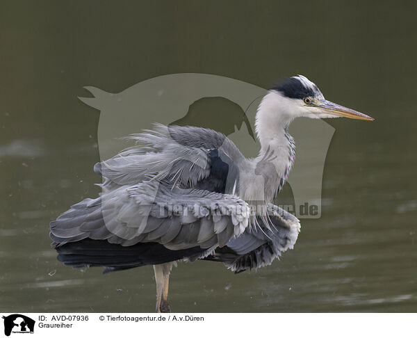 Graureiher / grey heron / AVD-07936