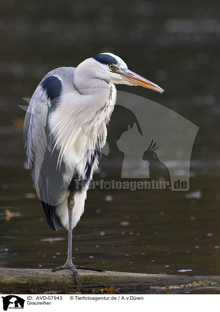 Graureiher / grey heron / AVD-07943