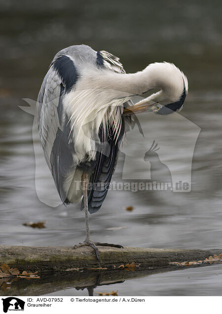 Graureiher / grey heron / AVD-07952