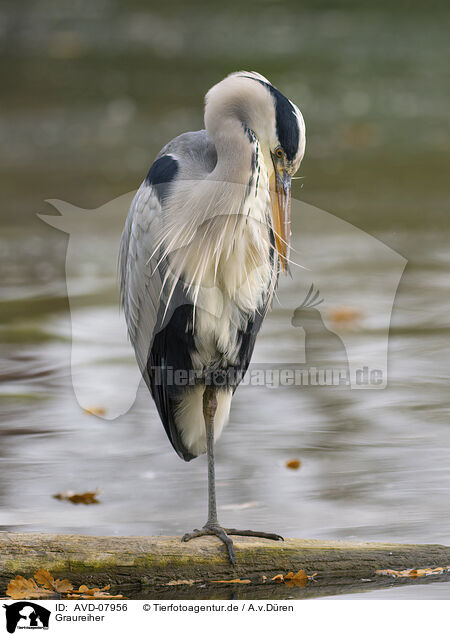 Graureiher / grey heron / AVD-07956