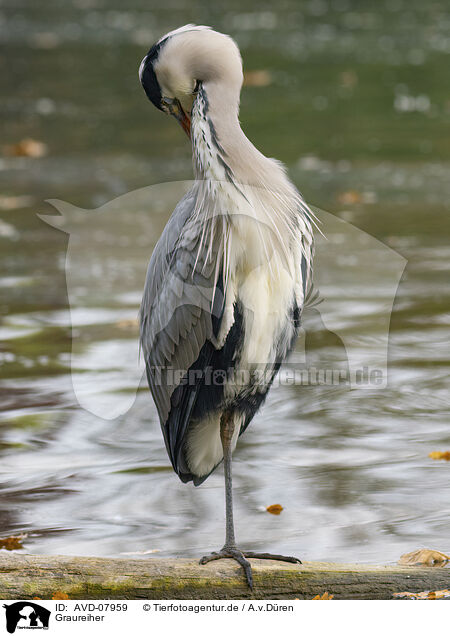 Graureiher / grey heron / AVD-07959