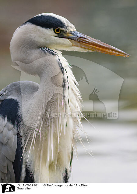 Graureiher / grey heron / AVD-07961