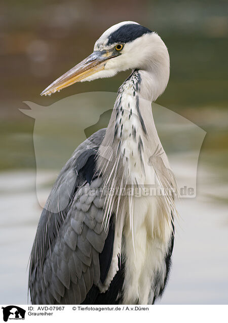 Graureiher / grey heron / AVD-07967