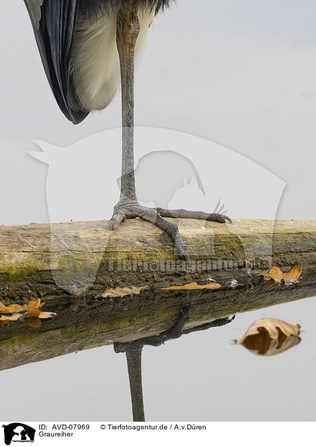 Graureiher / grey heron / AVD-07969