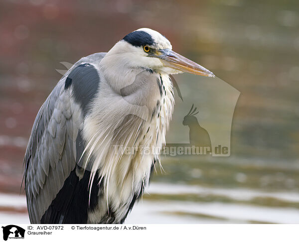 Graureiher / grey heron / AVD-07972