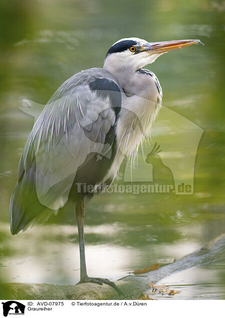 Graureiher / grey heron / AVD-07975
