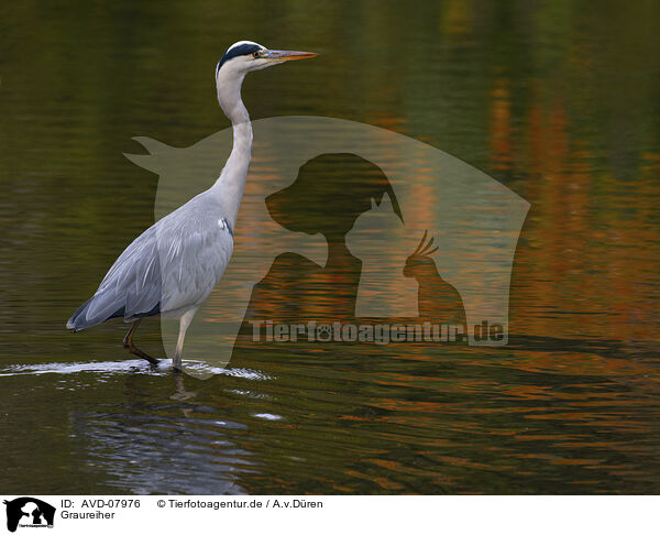 Graureiher / grey heron / AVD-07976