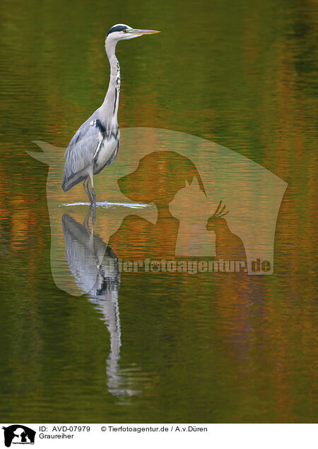 Graureiher / grey heron / AVD-07979