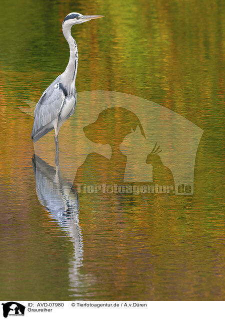 Graureiher / grey heron / AVD-07980