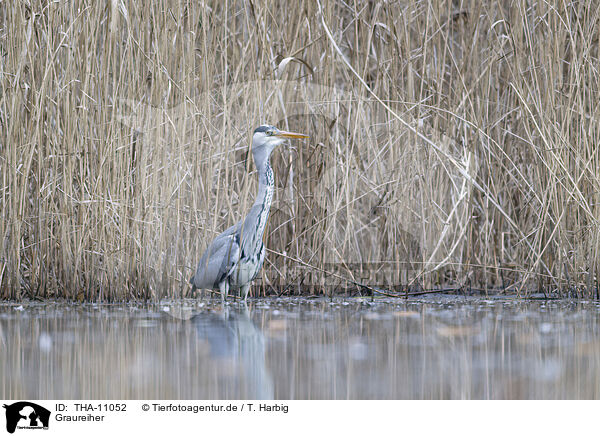 Graureiher / grey heron / THA-11052