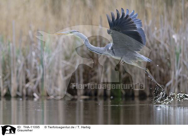 Graureiher / grey heron / THA-11095