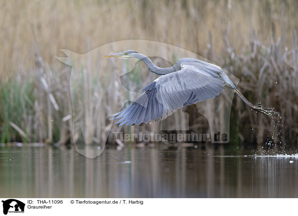 Graureiher / grey heron / THA-11096