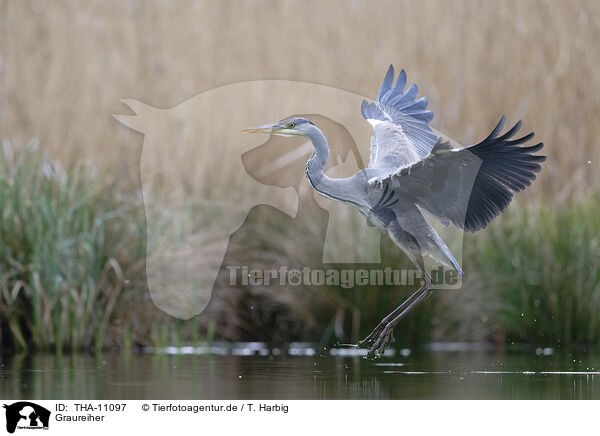 Graureiher / grey heron / THA-11097