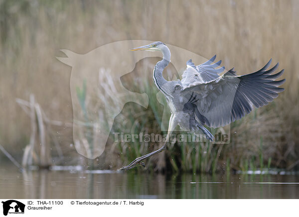 Graureiher / grey heron / THA-11100