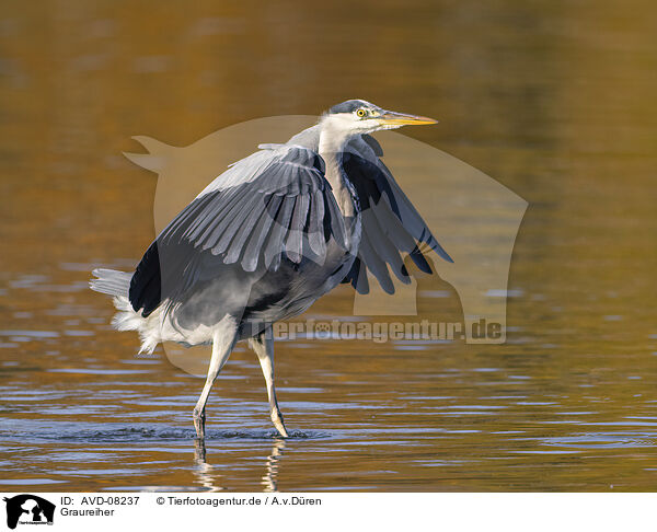 Graureiher / grey heron / AVD-08237