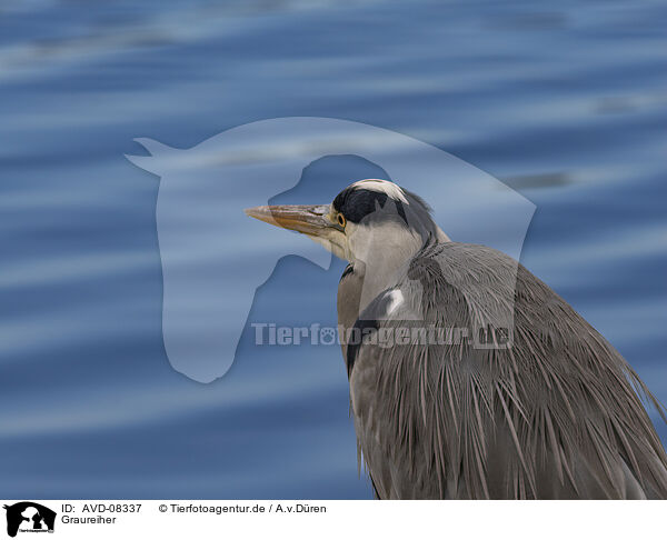 Graureiher / grey heron / AVD-08337