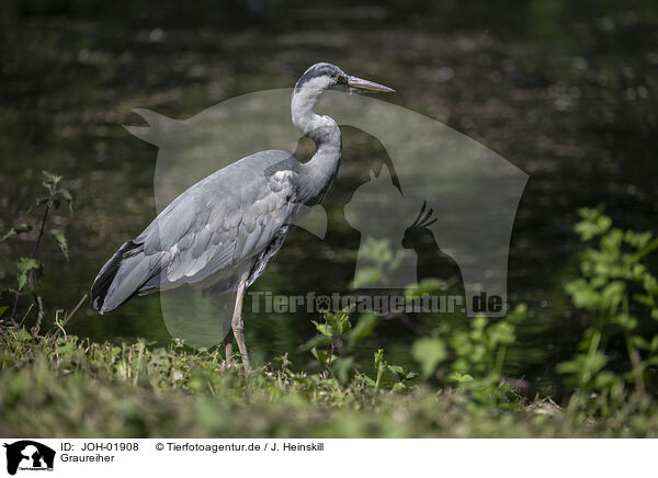 Graureiher / grey heron / JOH-01908
