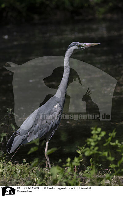 Graureiher / grey heron / JOH-01909