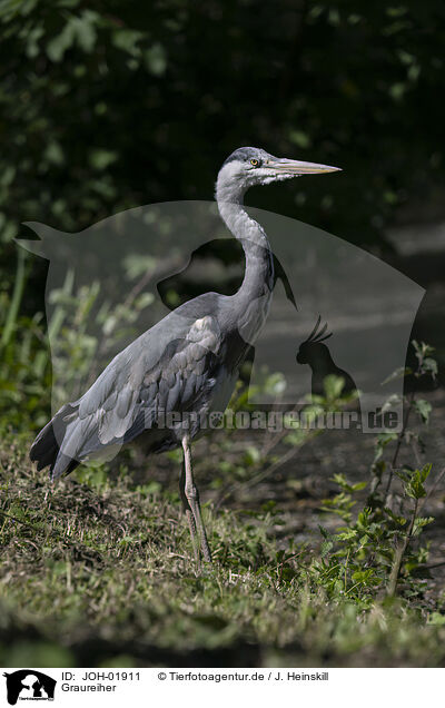 Graureiher / grey heron / JOH-01911