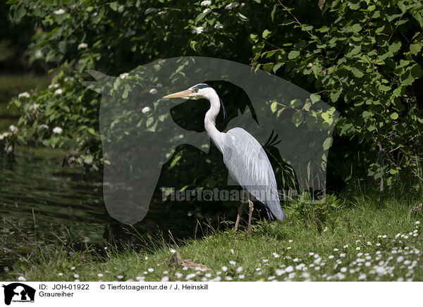 Graureiher / grey heron / JOH-01922