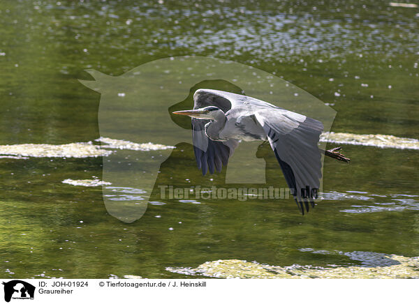 Graureiher / grey heron / JOH-01924