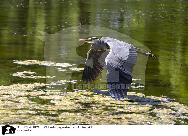 Graureiher / grey heron / JOH-01926