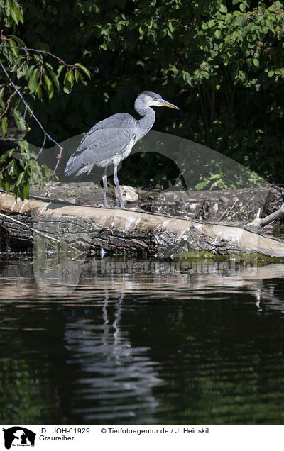Graureiher / grey heron / JOH-01929