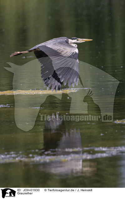 Graureiher / grey heron / JOH-01930