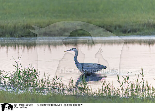Graureiher / grey heron / MBS-29284