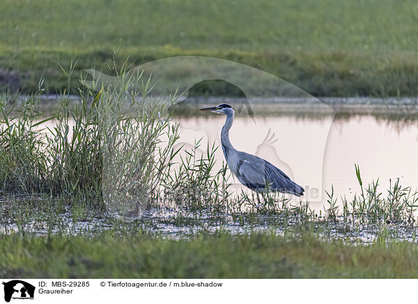 Graureiher / grey heron / MBS-29285