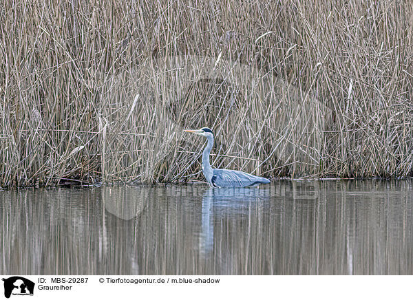 Graureiher / grey heron / MBS-29287