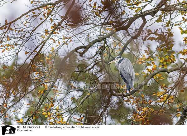 Graureiher / grey heron / MBS-29291