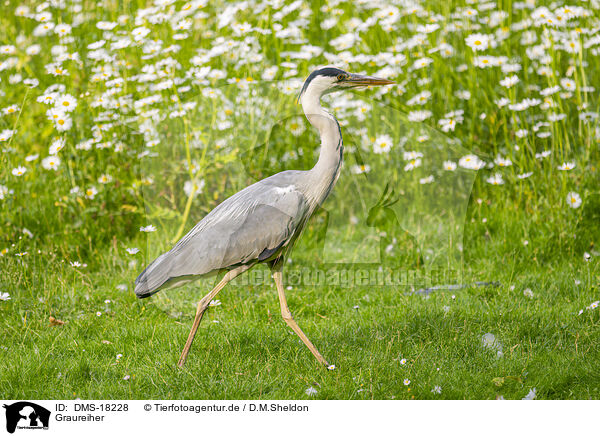 Graureiher / grey heron / DMS-18228