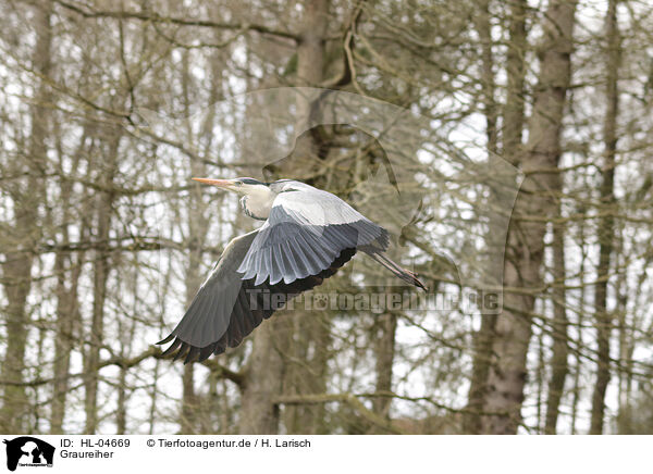 Graureiher / grey heron / HL-04669