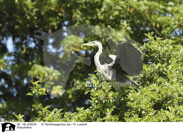Graureiher / grey heron / HL-04834